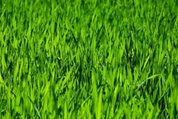 HIERBA RECIEN CORTADA